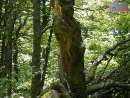 dav_vogesen_kruth_2023_037