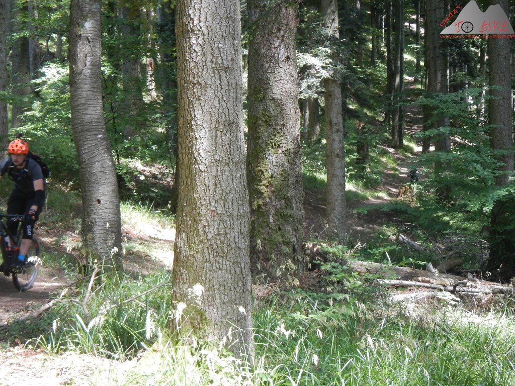 DAV-Trailtour: Von Glottertal über den Kandel - 21.06.2020