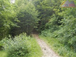 2024-07-14_schauinsland_badish-moonrising_canadian_08