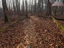 2025-11-15_hombergegg-trail_02