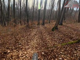 2025-11-15_hombergegg-trail_04