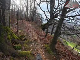 2025-11-15_hombergegg-trail_06