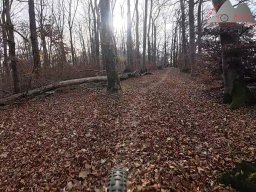 2025-11-15_hombergegg-trail_07