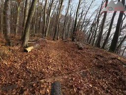 2025-11-15_hombergegg-trail_11