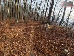 2025-11-15_hombergegg-trail_12