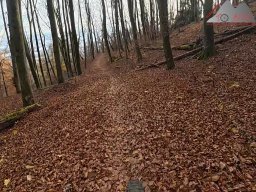 2025-11-15_hombergegg-trail_16