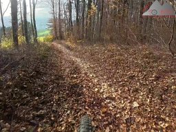 2025-11-15_hombergegg-trail_20