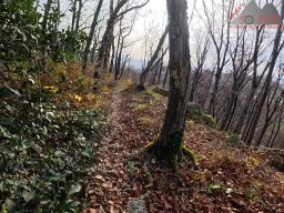2025-11-15_hombergegg-trail_22