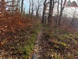 2025-11-15_hombergegg-trail_25