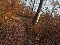 2025-11-15_hombergegg-trail_29