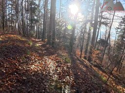 2025-12-02_trails_an_der_ruine_baerenfels_03