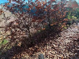 2025-12-02_trails_an_der_ruine_baerenfels_08