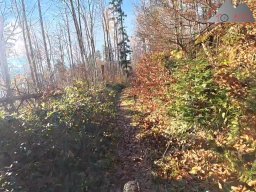 2025-12-02_trails_an_der_ruine_baerenfels_09