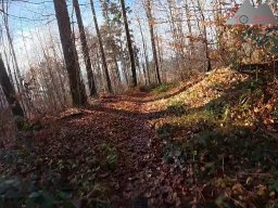 2025-12-02_trails_an_der_ruine_baerenfels_10