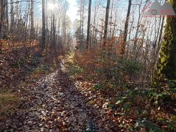2025-12-02_trails_an_der_ruine_baerenfels_11