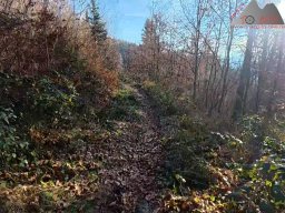 2025-12-02_trails_an_der_ruine_baerenfels_12