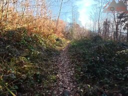 2025-12-02_trails_an_der_ruine_baerenfels_13