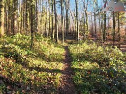 2025-12-02_trails_an_der_ruine_baerenfels_26